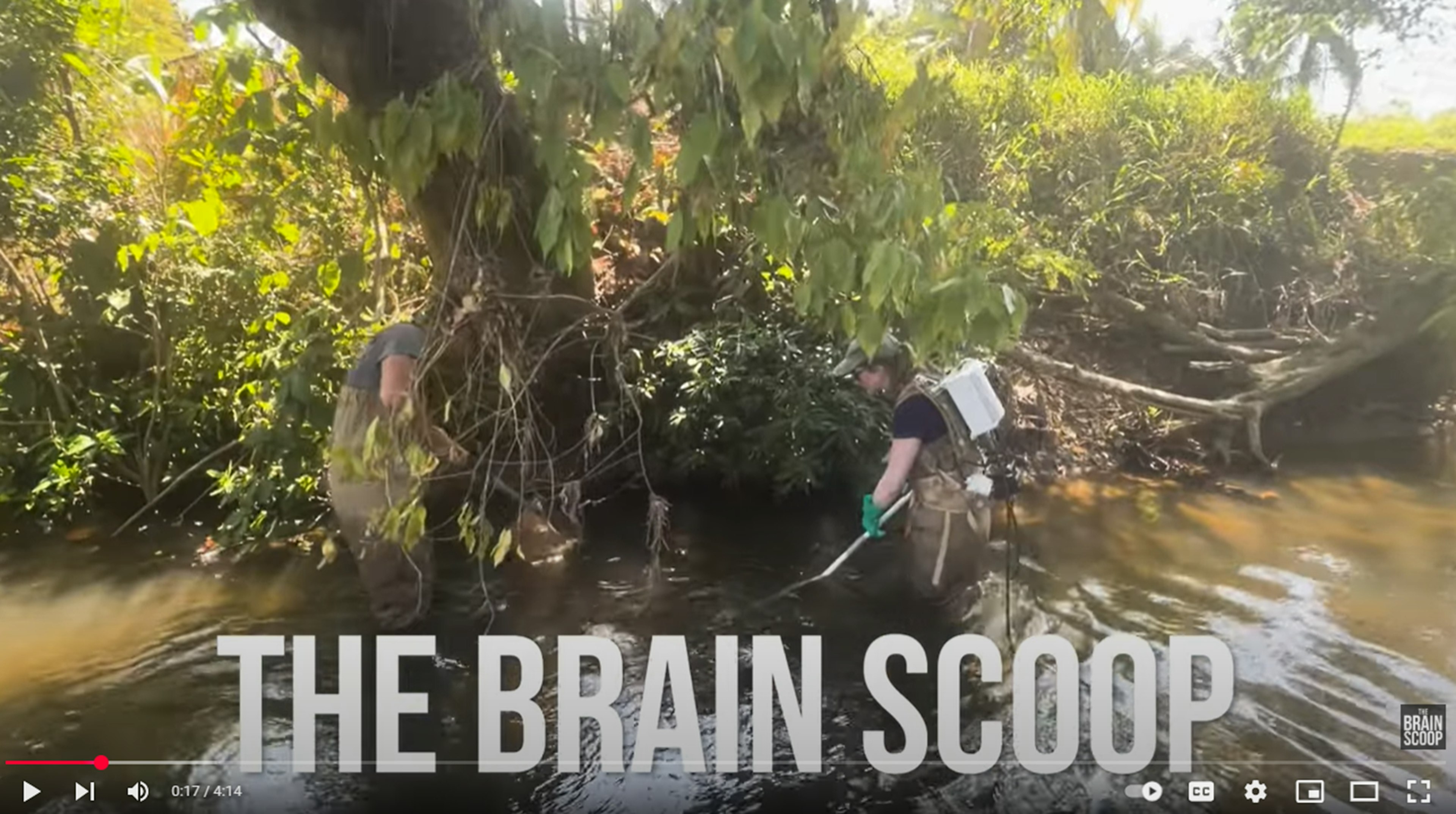 The Brain Scoop